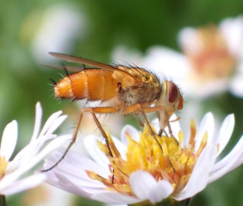 Leskia aurea